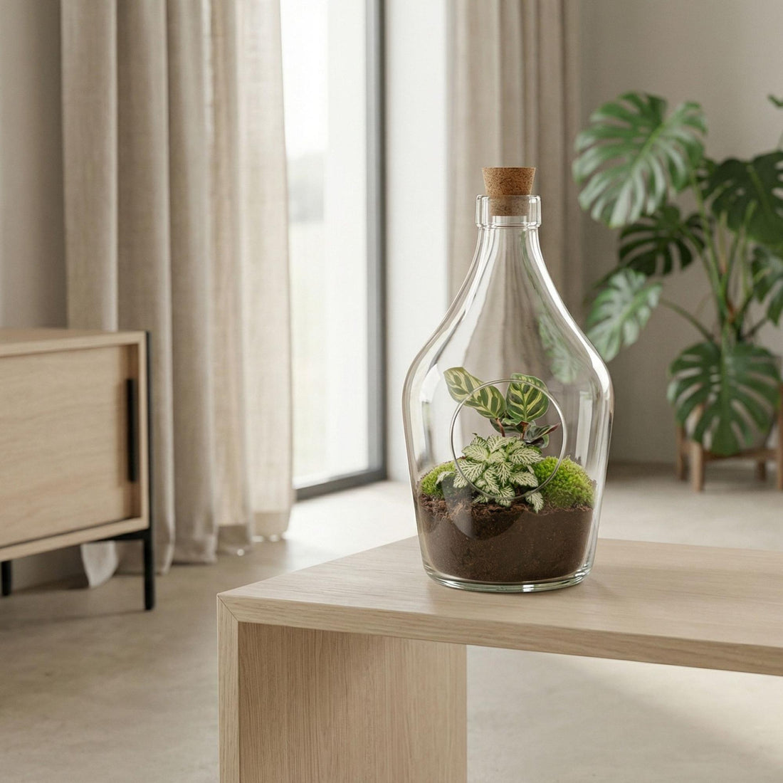 Open terrarium Joss - Calathea Makoyana &amp; Fittonia white Tiger - ↑ 30 cm