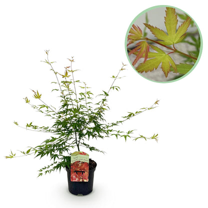 Japanischer Ahorn Pink Dwarf in Topf, rosa Laubabwerfender Baum, 70cm hoch, 19cm Topf, Everspring