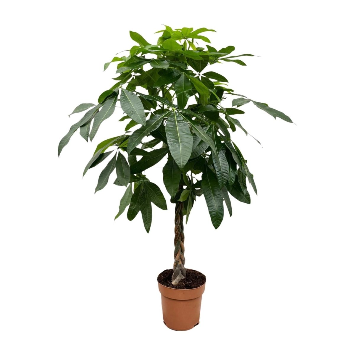Pachira aquatica 170 cm | Glückskastanie im Ø27 cm - Wurzelwerk Design