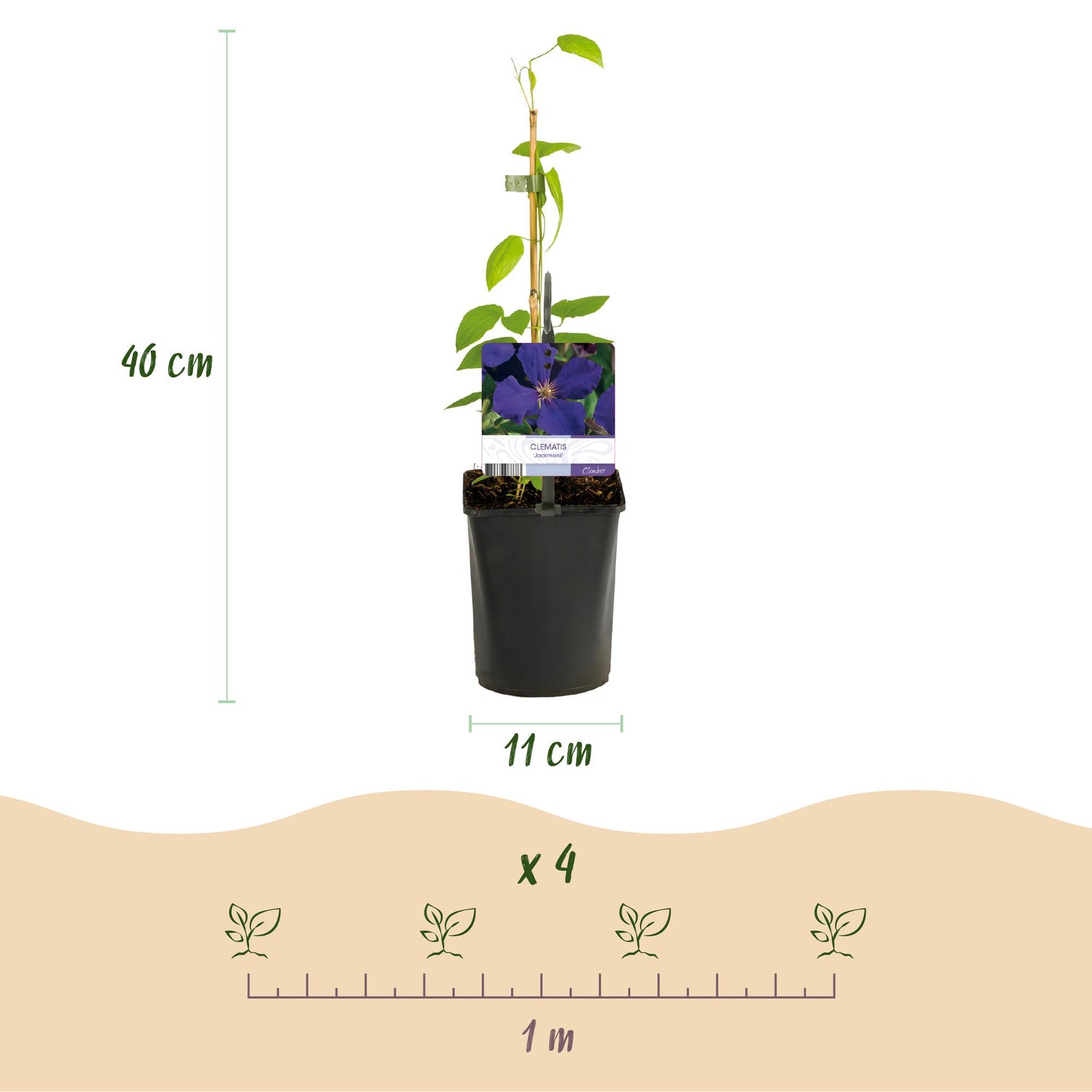 Clematis ‘Jackmanii&