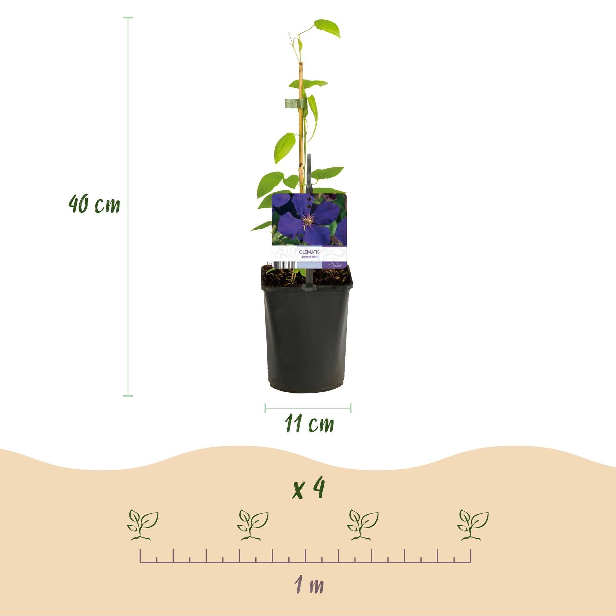 Clematis ‘Jackmanii&