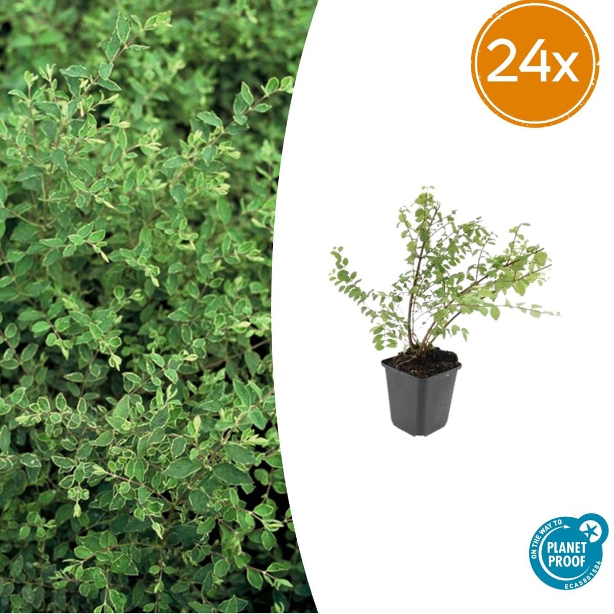 24x Symphoricarpos ch. ‘Hancock’ - Höhe 10 - 25 cm - Ø 9 cm - Wurzelwerk Design