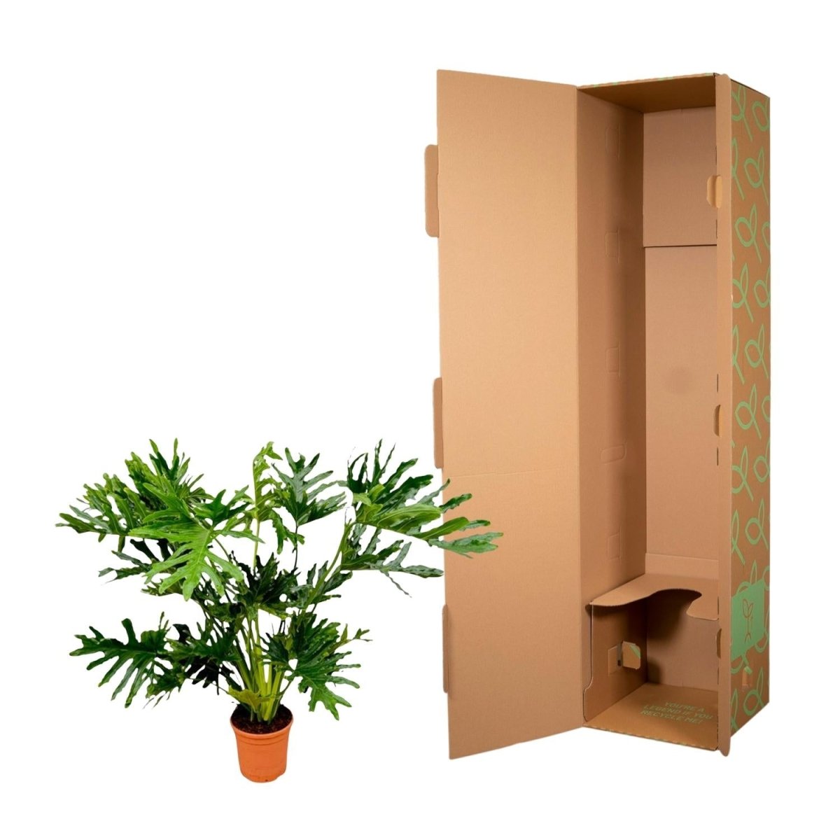 Philodendron Selloum 100 cm | Baum - Philodendron im Ø27 cm Topf – Tropisch &amp; Pflegeleicht - Wurzelwerk Design