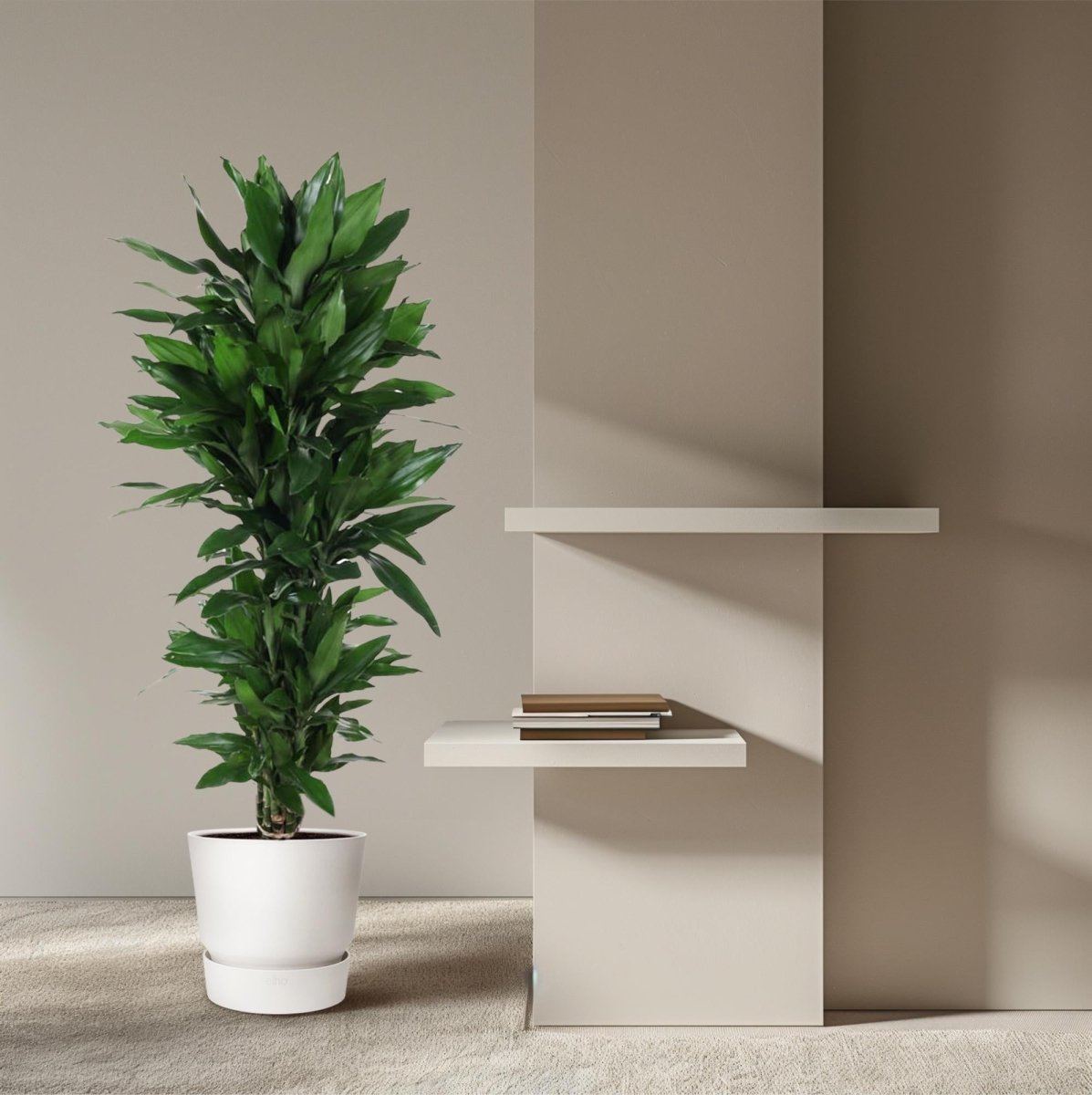 Dracaena Janet Lind verzweigt – Elegante Zimmerpflanze - Wurzelwerk Design
