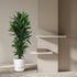 Dracaena Janet Lind verzweigt – Elegante Zimmerpflanze - Wurzelwerk Design