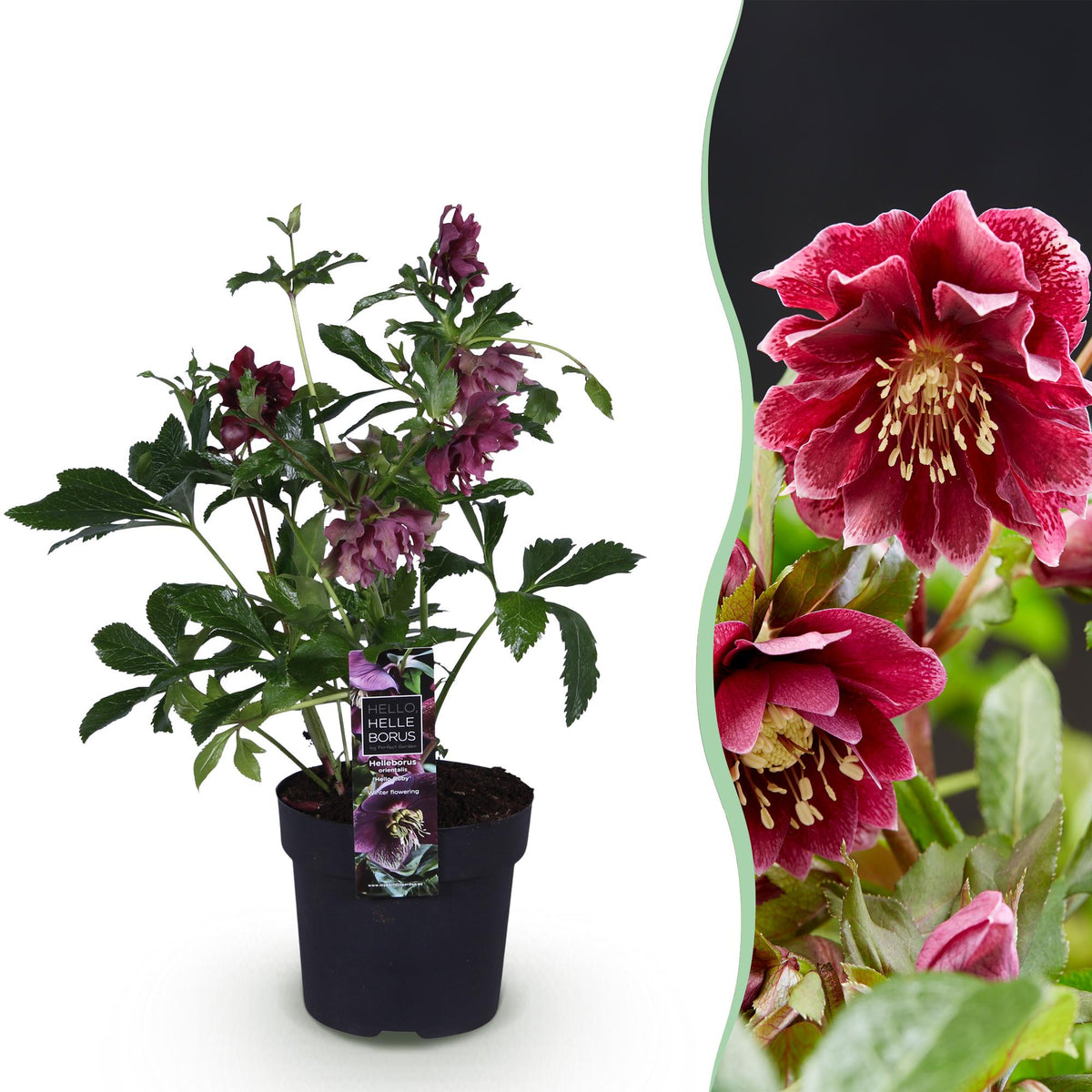 Lenzrose &