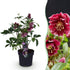 Lenzrose &