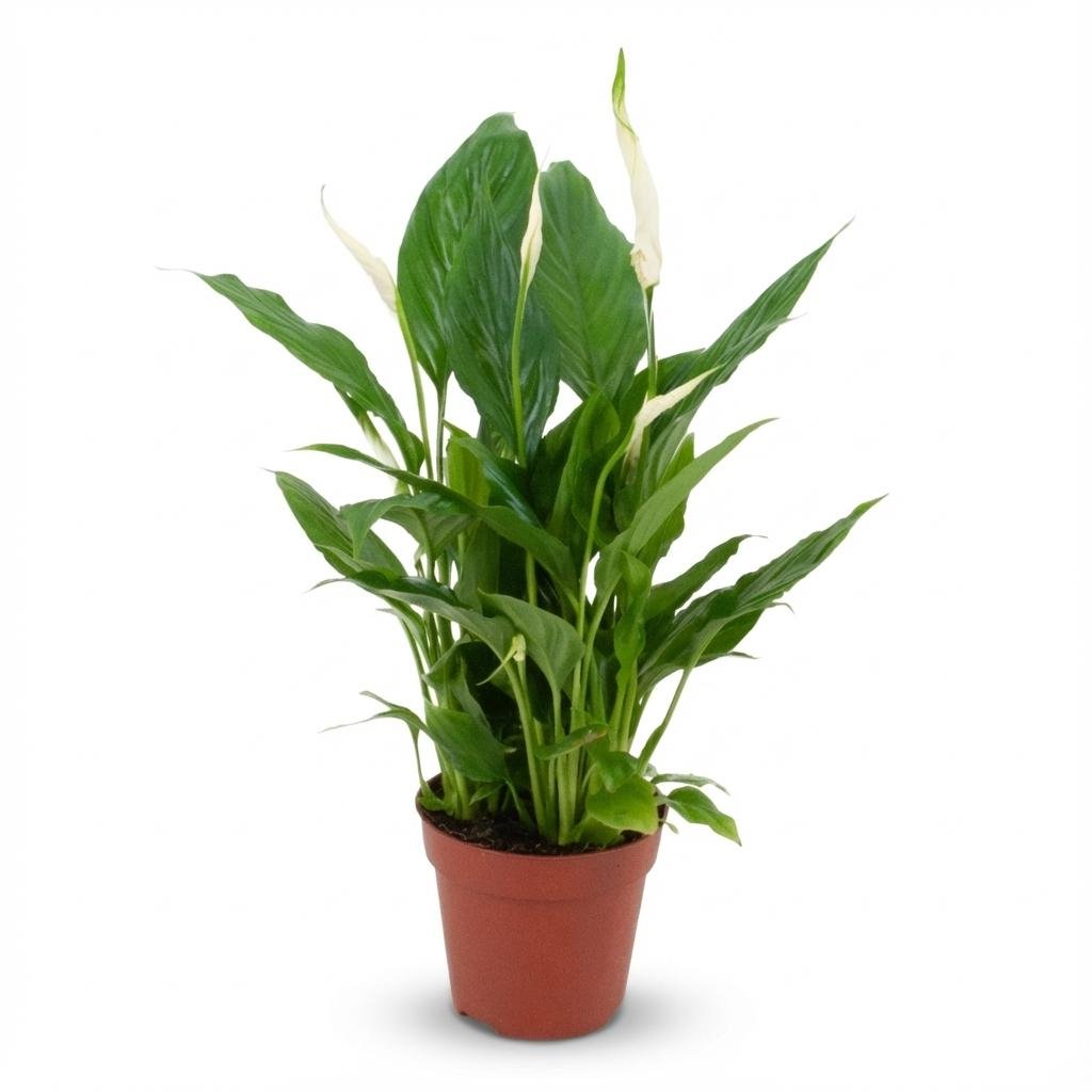 Everspring Spathiphyllum Pflanze, 12 cm Durchmesser, 35-40 cm hoch, grüne Blätter in einem Topf, Zimmerpflanze