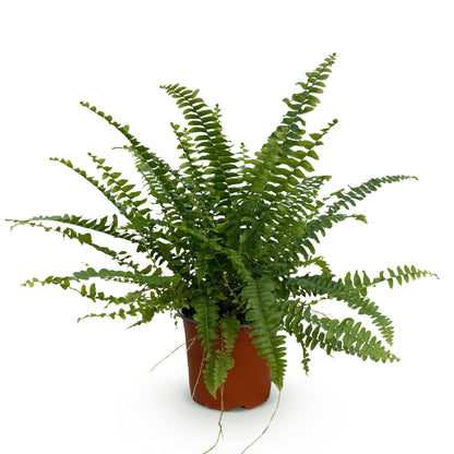 Everspring Grünlady Farn, Nephrolepsis exaltata, Topf 12cm, 25cm hoch, grüne Pflanze mit gefiederten Blättern