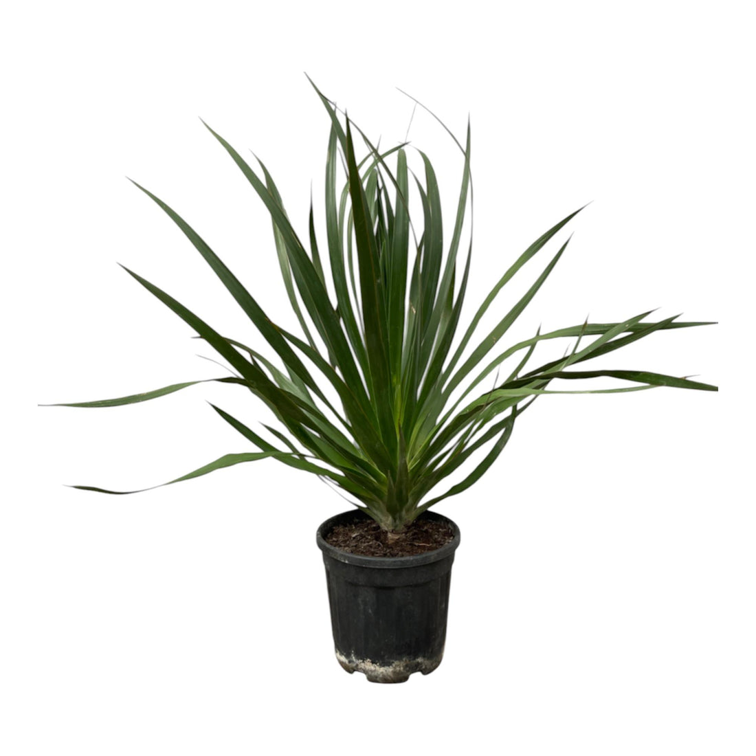Dracaena draco – Exotischer Drachenbaum für Garten &amp; Haus