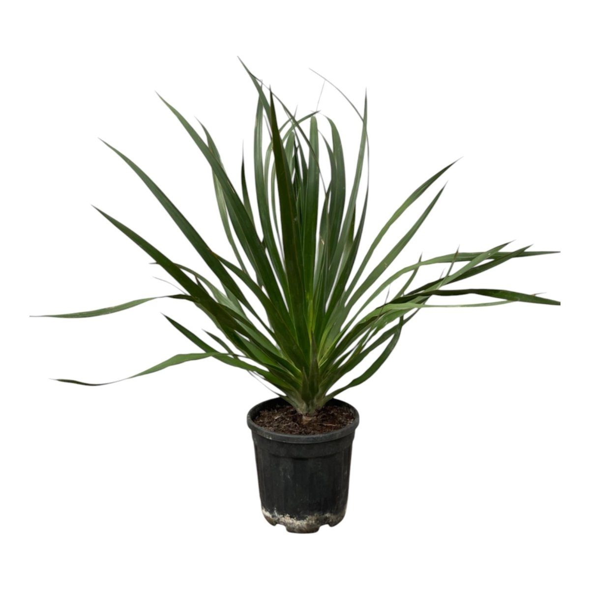 Dracaena draco – Exotischer Drachenbaum für Garten &amp; Haus - Wurzelwerk Design