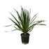 Dracaena draco – Exotischer Drachenbaum für Garten & Haus - Wurzelwerk Design