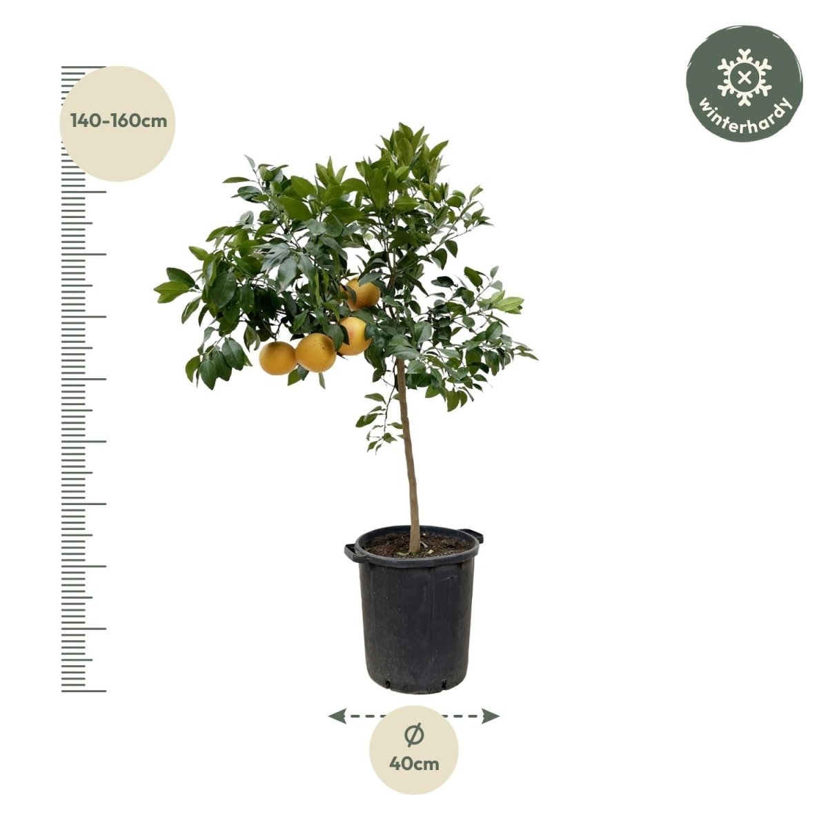 Citrus Pompelmo – Grapefruitbaum – ca. 150 cm – Ø40 cm Topf – Mediterrane Kübelpflanze - Wurzelwerk Design