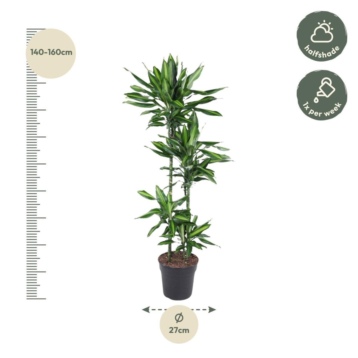 Dracaena Cintho – Pflegeleichte Zimmerpflanze mit exotischem Flair - Wurzelwerk Design