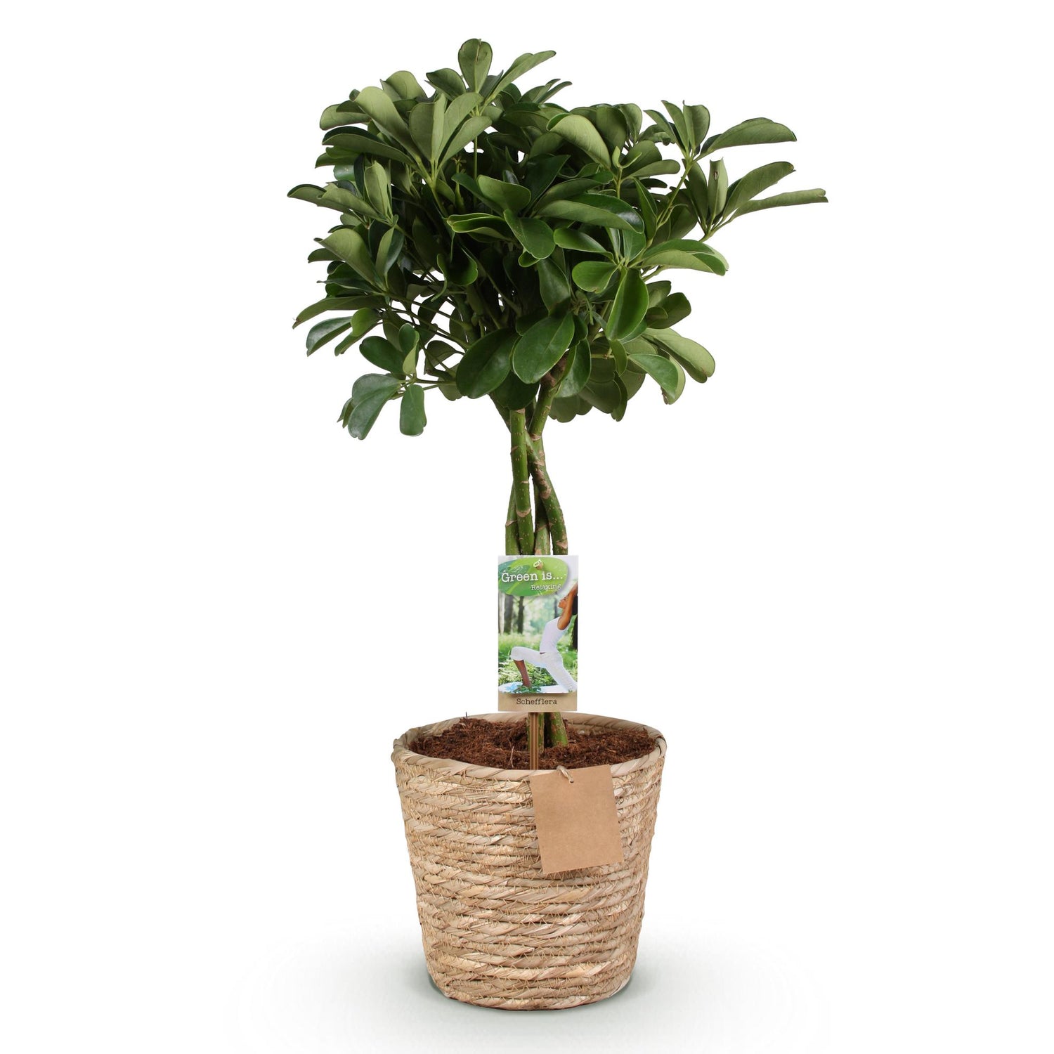 Grüne Schefflera Nora Pflanze mit Korb, 70-82cm hoch, wenig Pflege, im Topf mit 21cm Durchmesser, von Everspring.