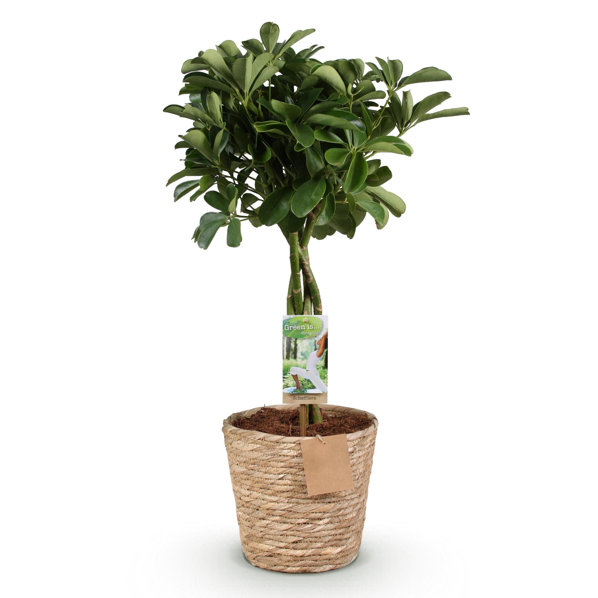Grüne Schefflera Nora Pflanze mit Korb, 70-82cm hoch, wenig Pflege, im Topf mit 21cm Durchmesser, von Everspring.