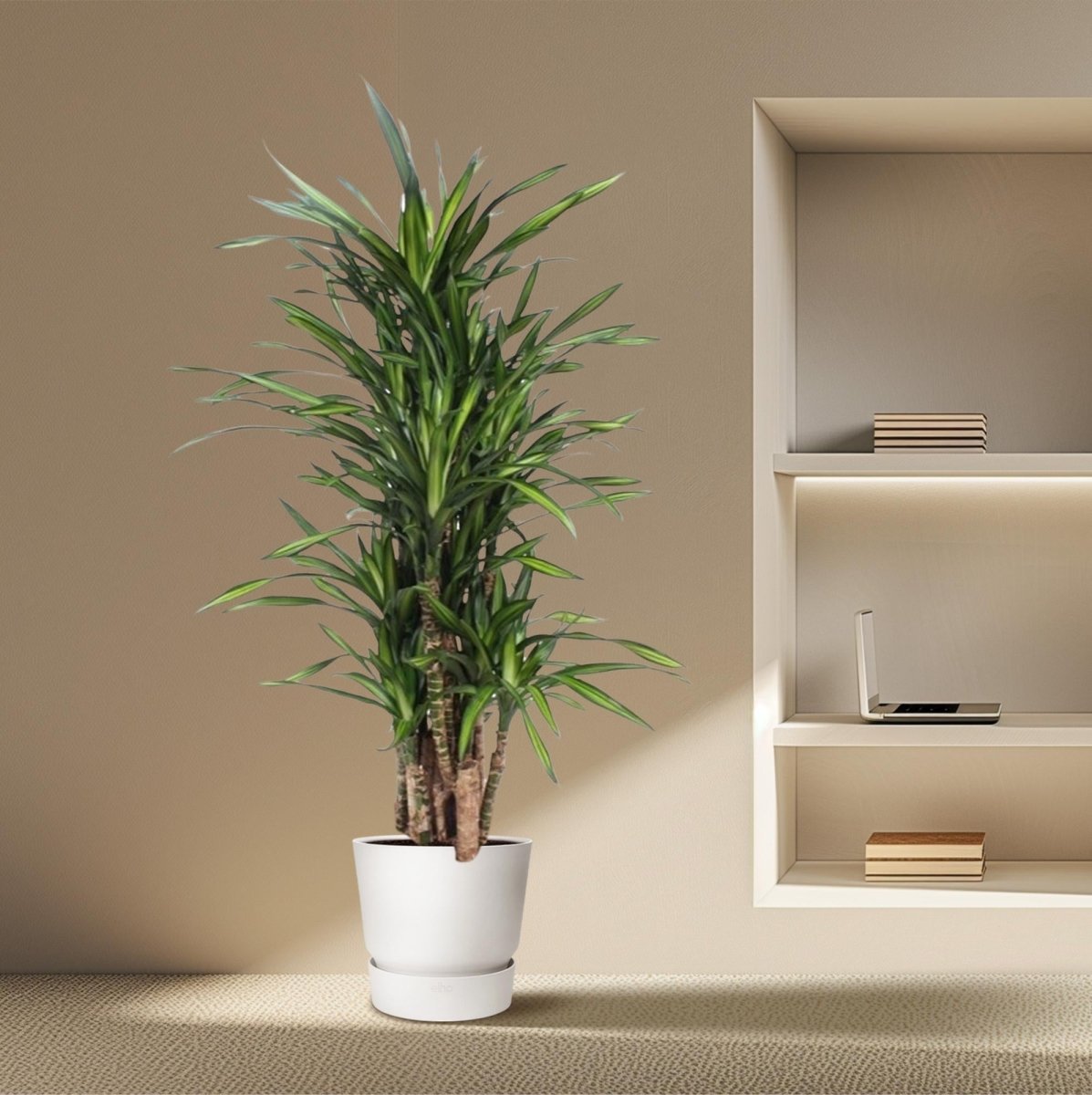 Dracaena Riki – Pflegeleicht &amp; luftreinigend - Wurzelwerk Design