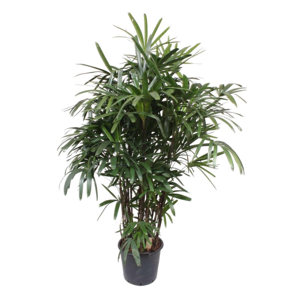 Rhapis excelsa Damenpalme 190 cm | Exklusive Premium - Palme im Ø40 cm Topf – Robust &amp; Luftreinigend - Wurzelwerk Design