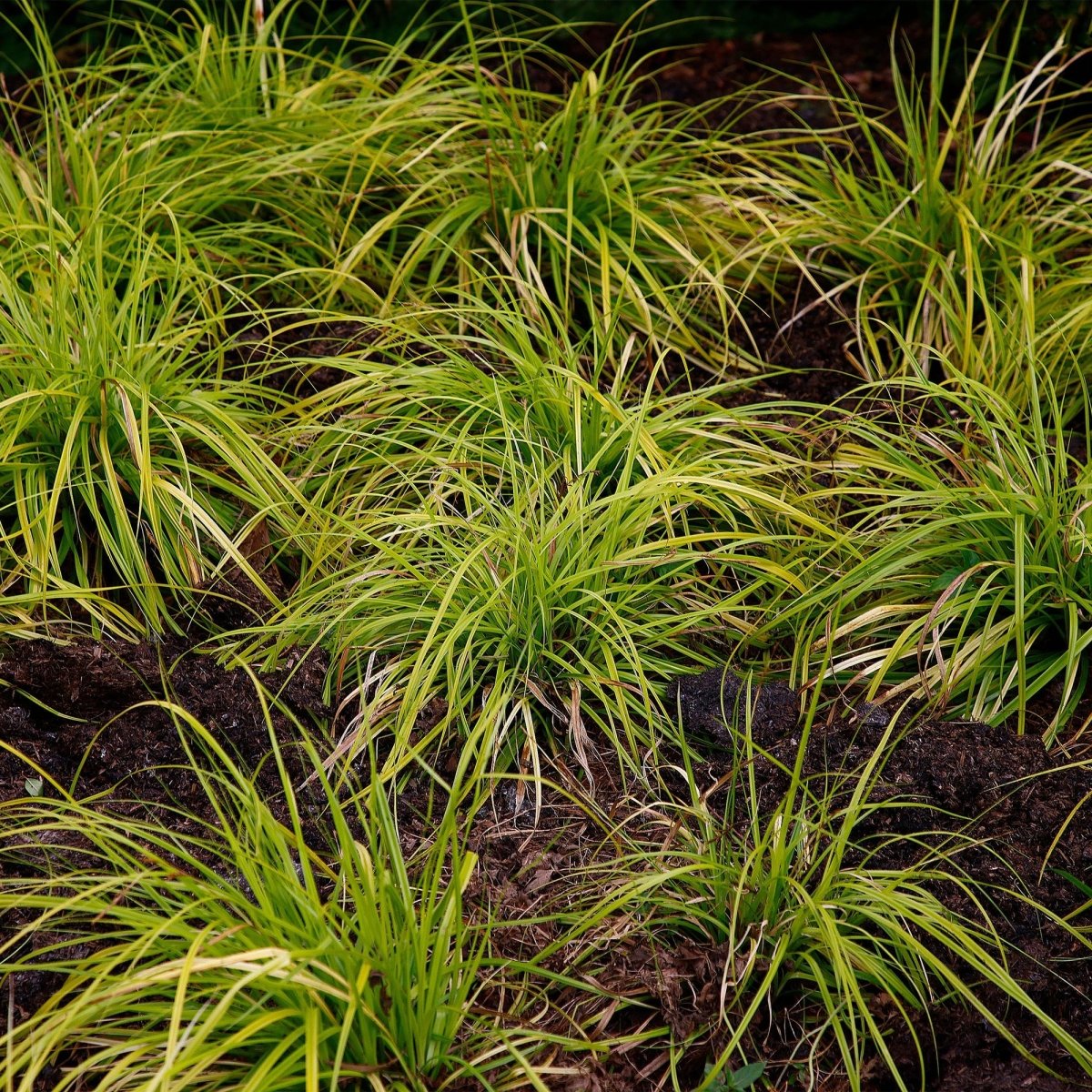 Carex &