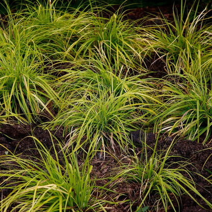 Carex &