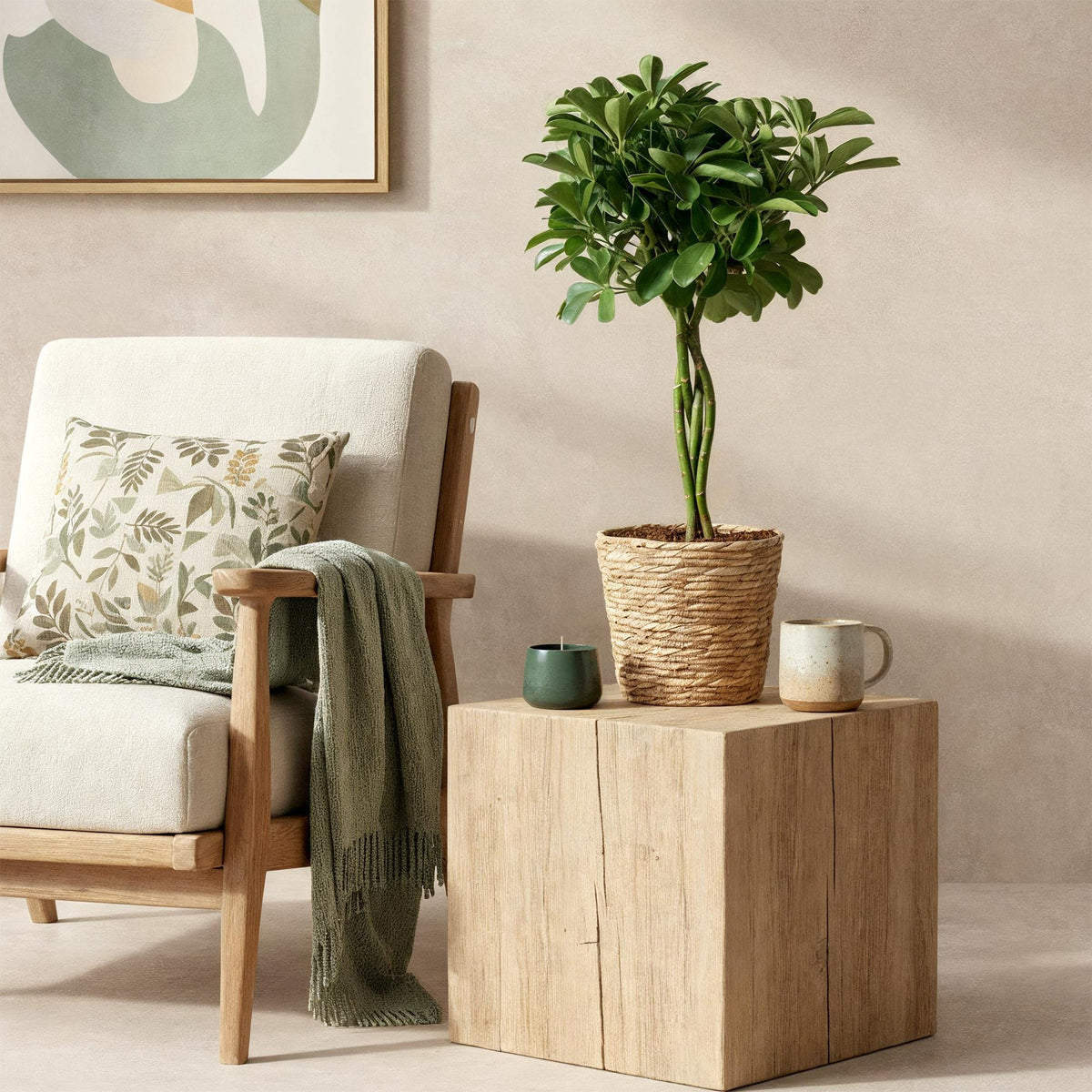 Grüne Schefflera Nora Pflanze mit Korb, 70-82cm hoch, 21cm Topf, wenig Pflege, Everspring, Innenraumdekoration