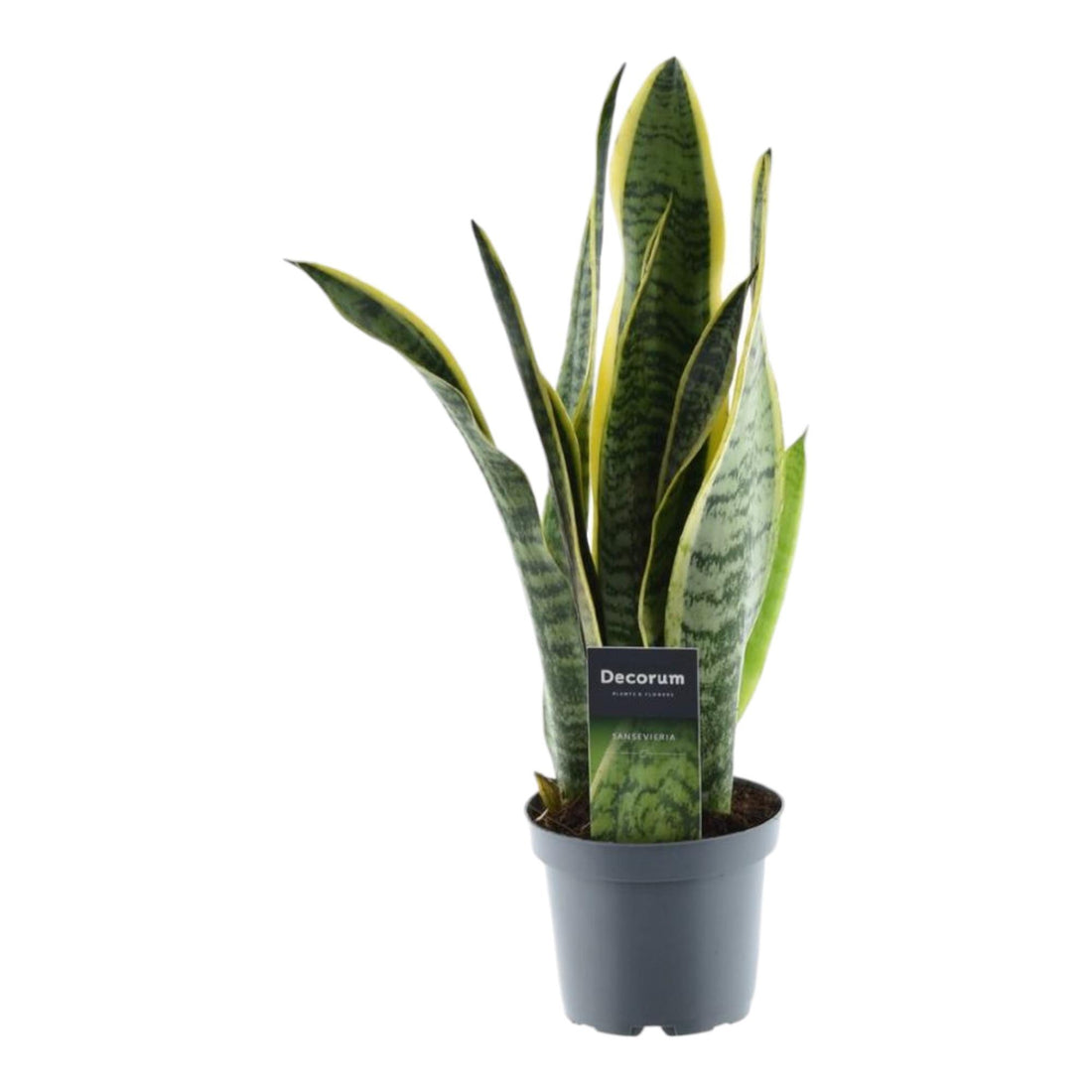 Sansevieria Laurentii – 45 cm Bogenhanf mit gelbem Rand