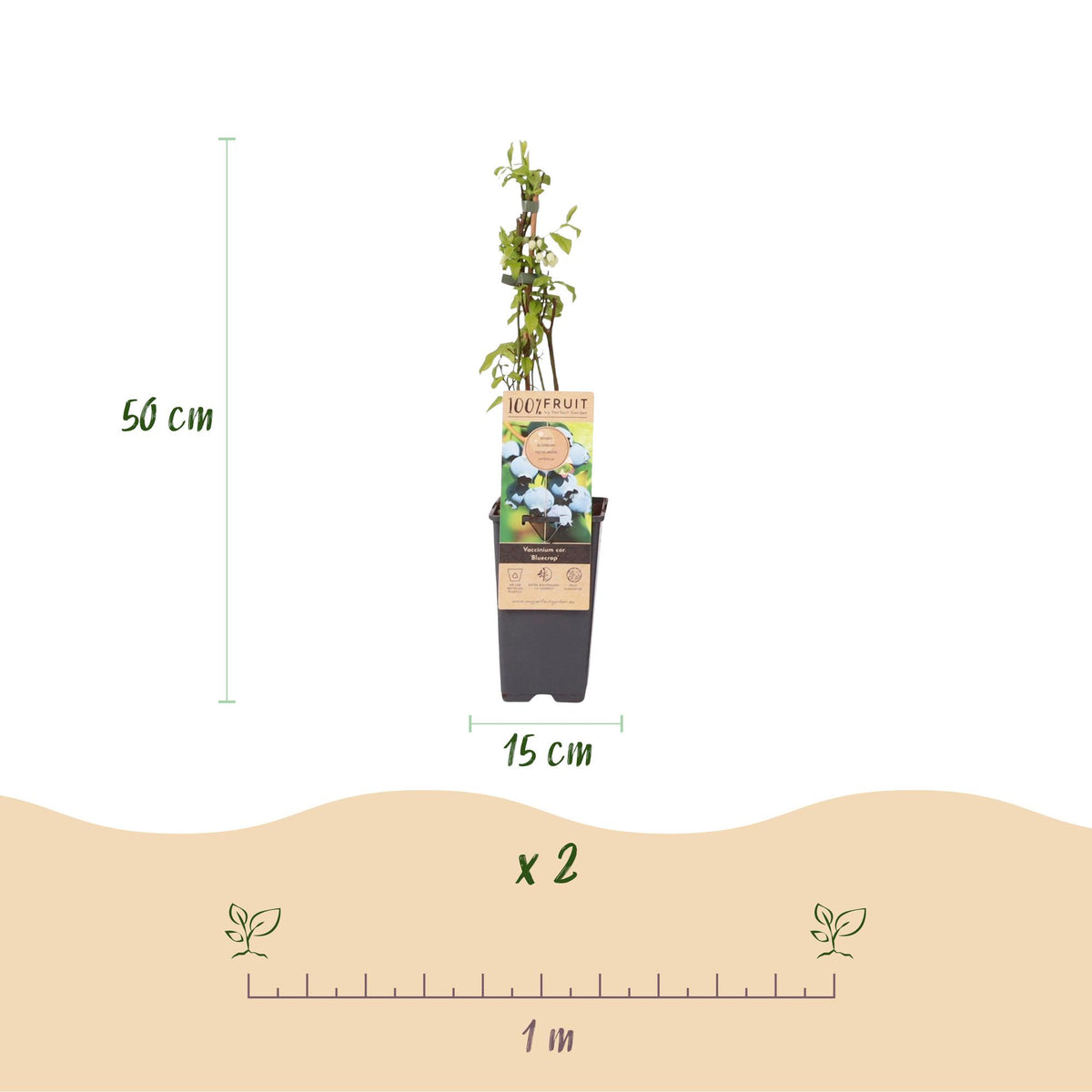 Zwei Everspring Heidelbeerpflanzen Vaccinium corymbosum &