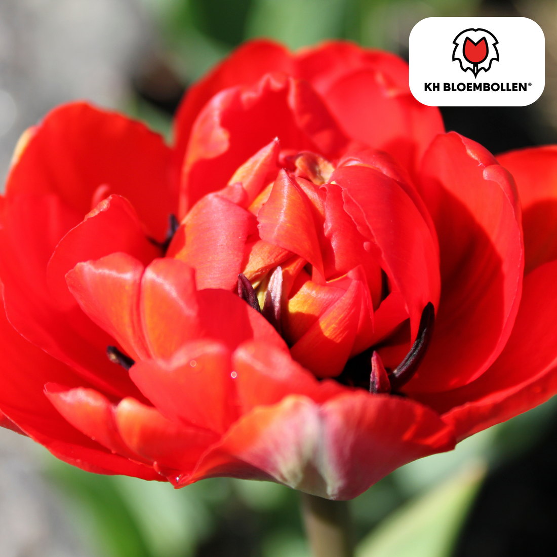 Gefüllte tiefrote Tulpenzwiebeln Bombastic Red von Everspring, 20er-Pack, für bunte Frühlingsblumen im Garten
