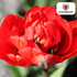 Gefüllte tiefrote Tulpenzwiebeln Bombastic Red von Everspring, 20er-Pack, für bunte Frühlingsblumen im Garten