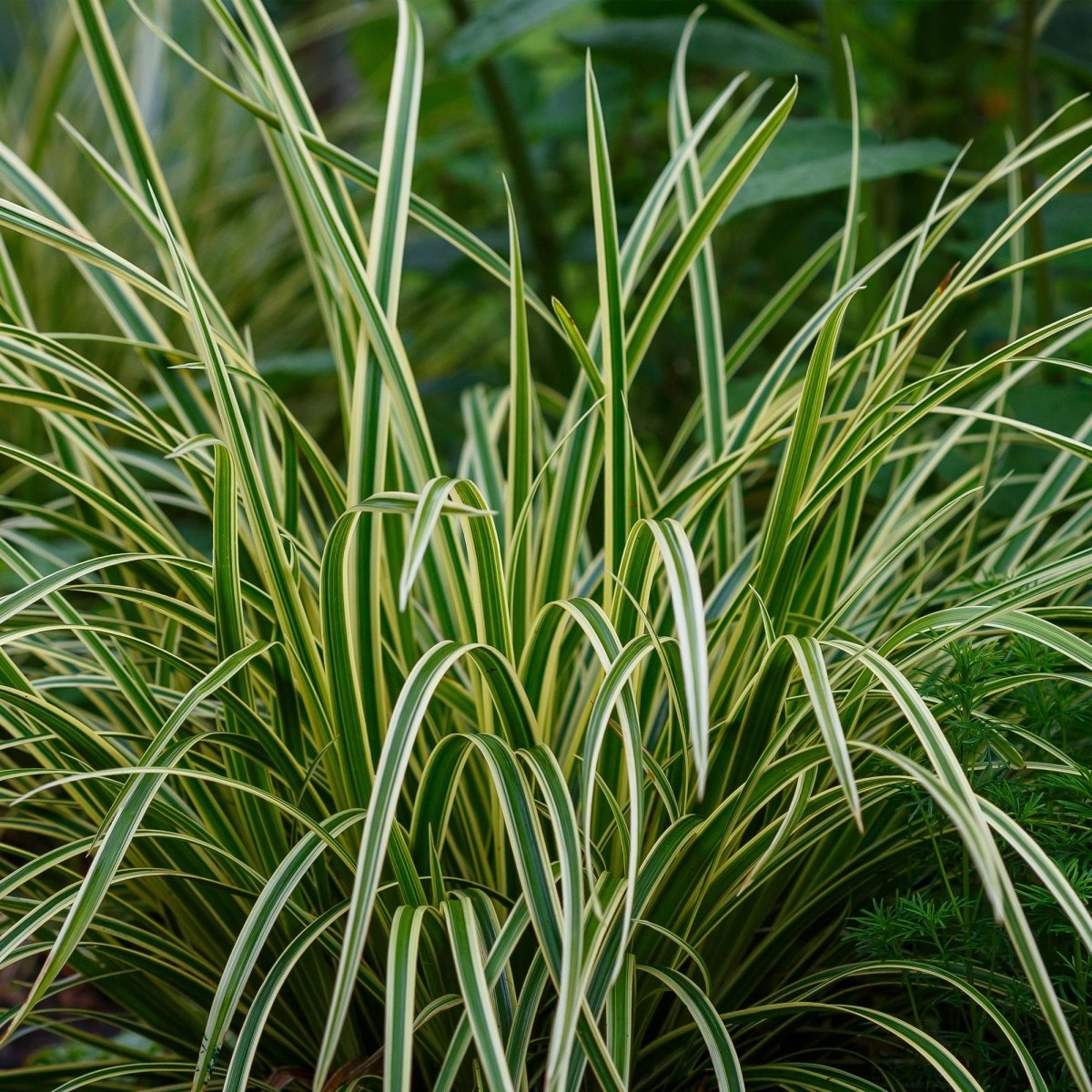 Carex morrowii &