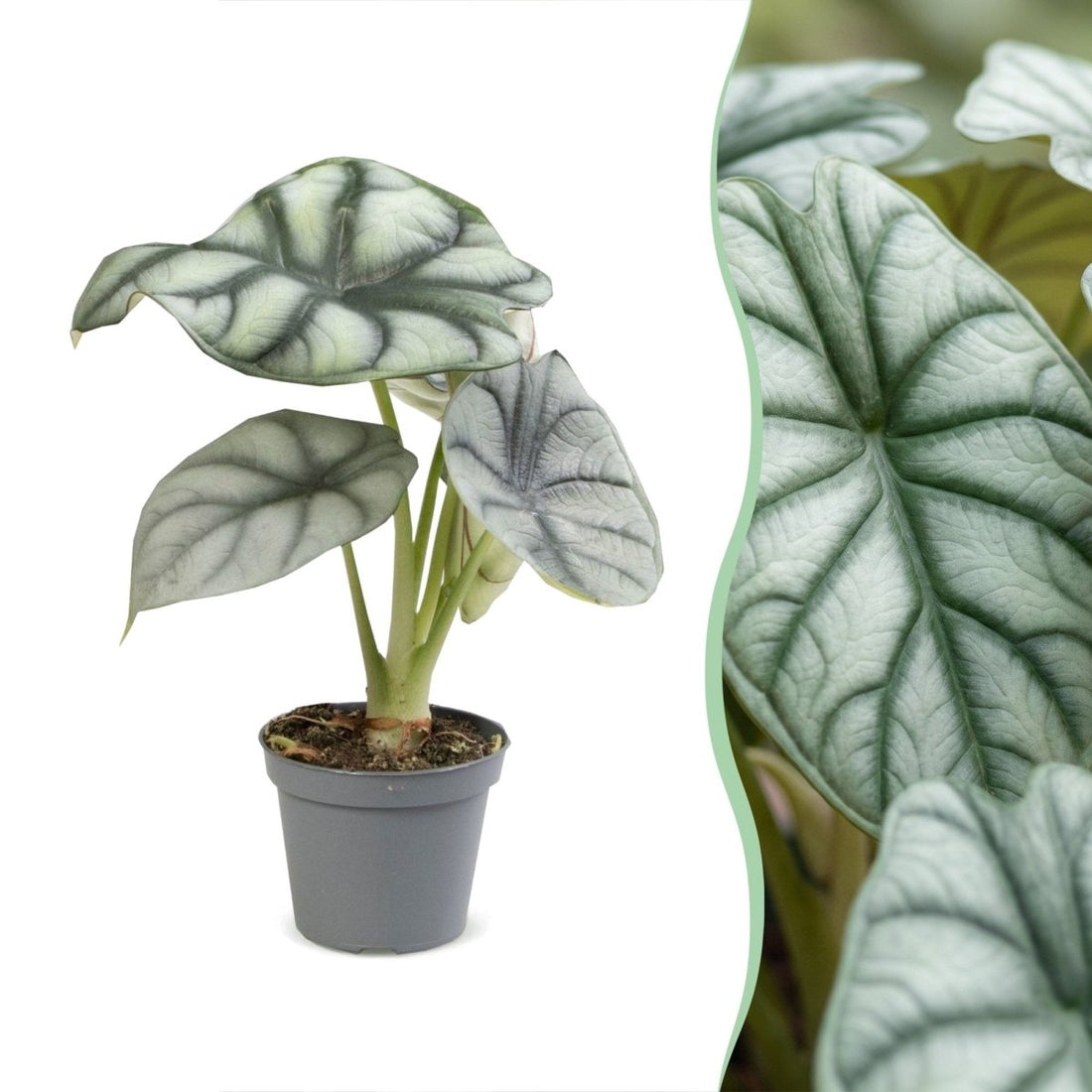 Alocasia &