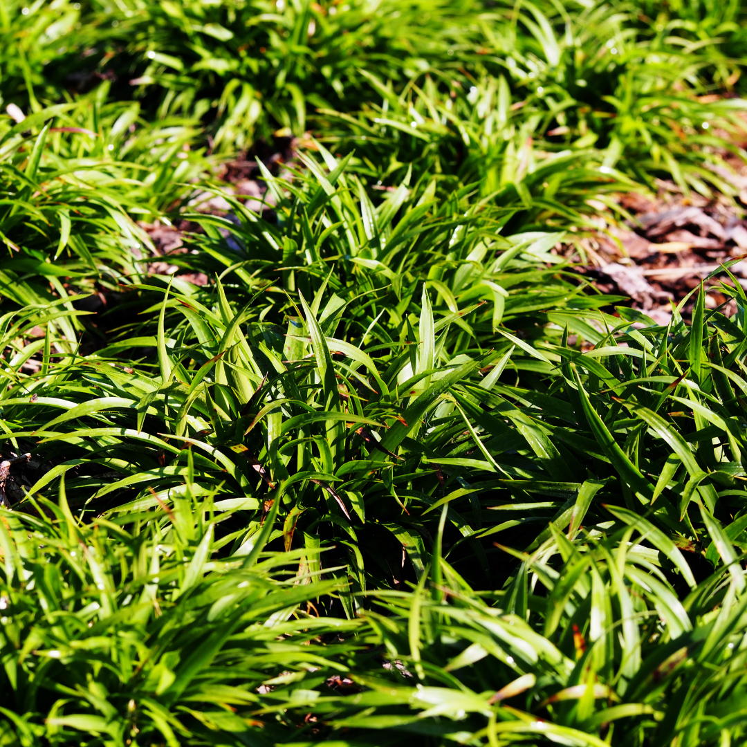 6x Luzula sylvatica - ↕10-25cm - Ø9cm