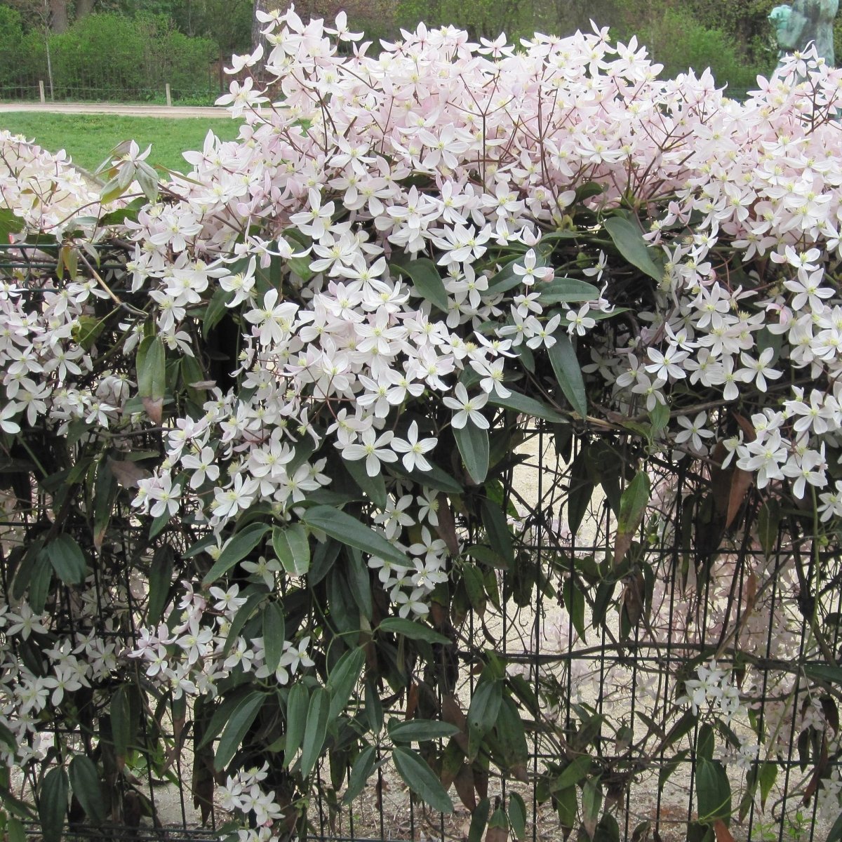 Clematis armandii &