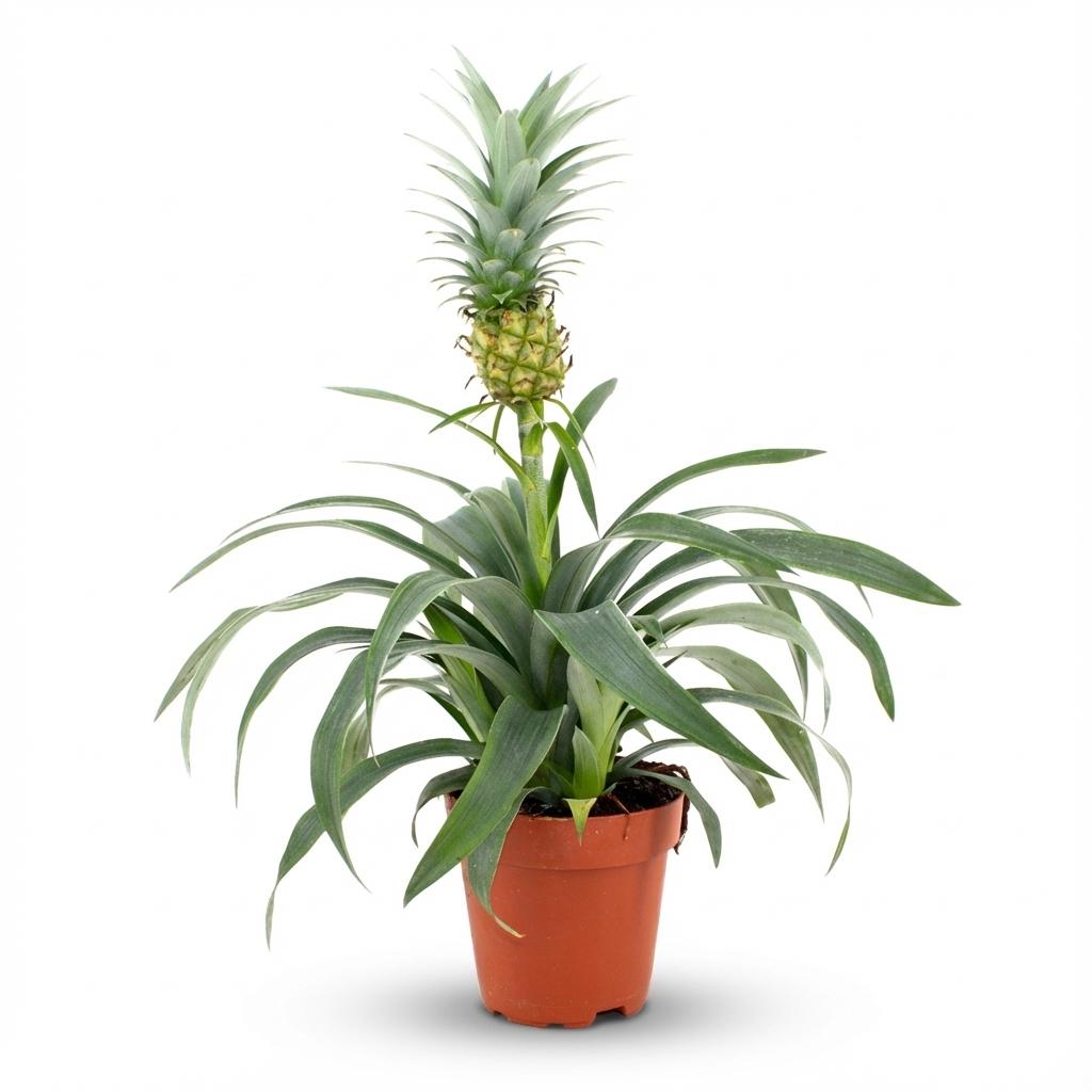 Everspring Ananaspflanze Mi Amigo, 12 cm Durchmesser, 35-40 cm hoch, grüne tropische Pflanze in Topf.