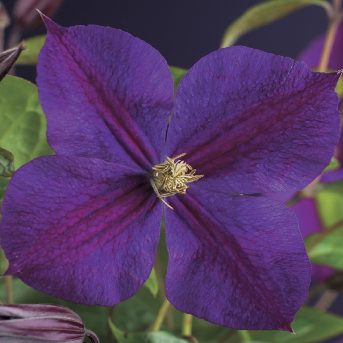 Clematis &