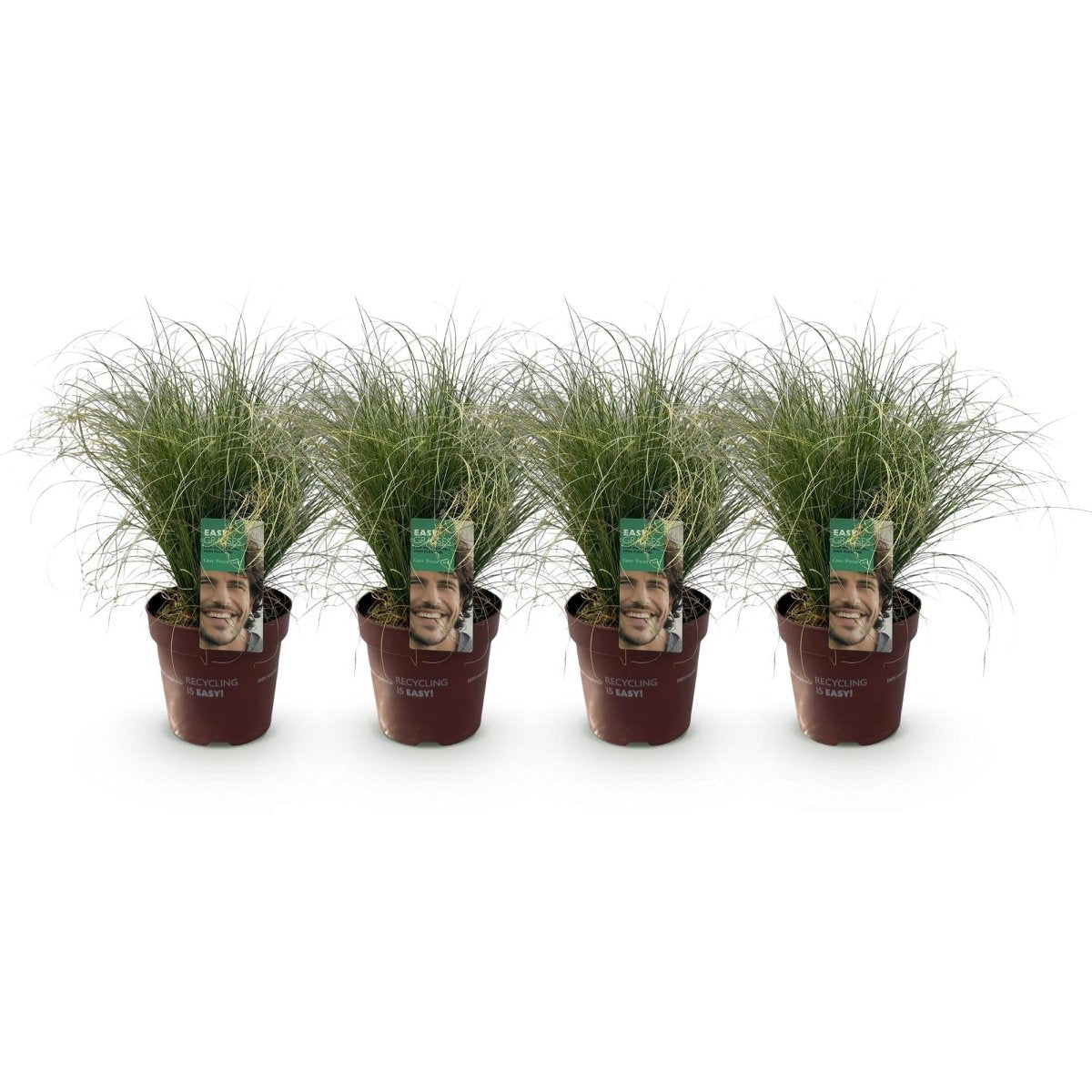 Carex &