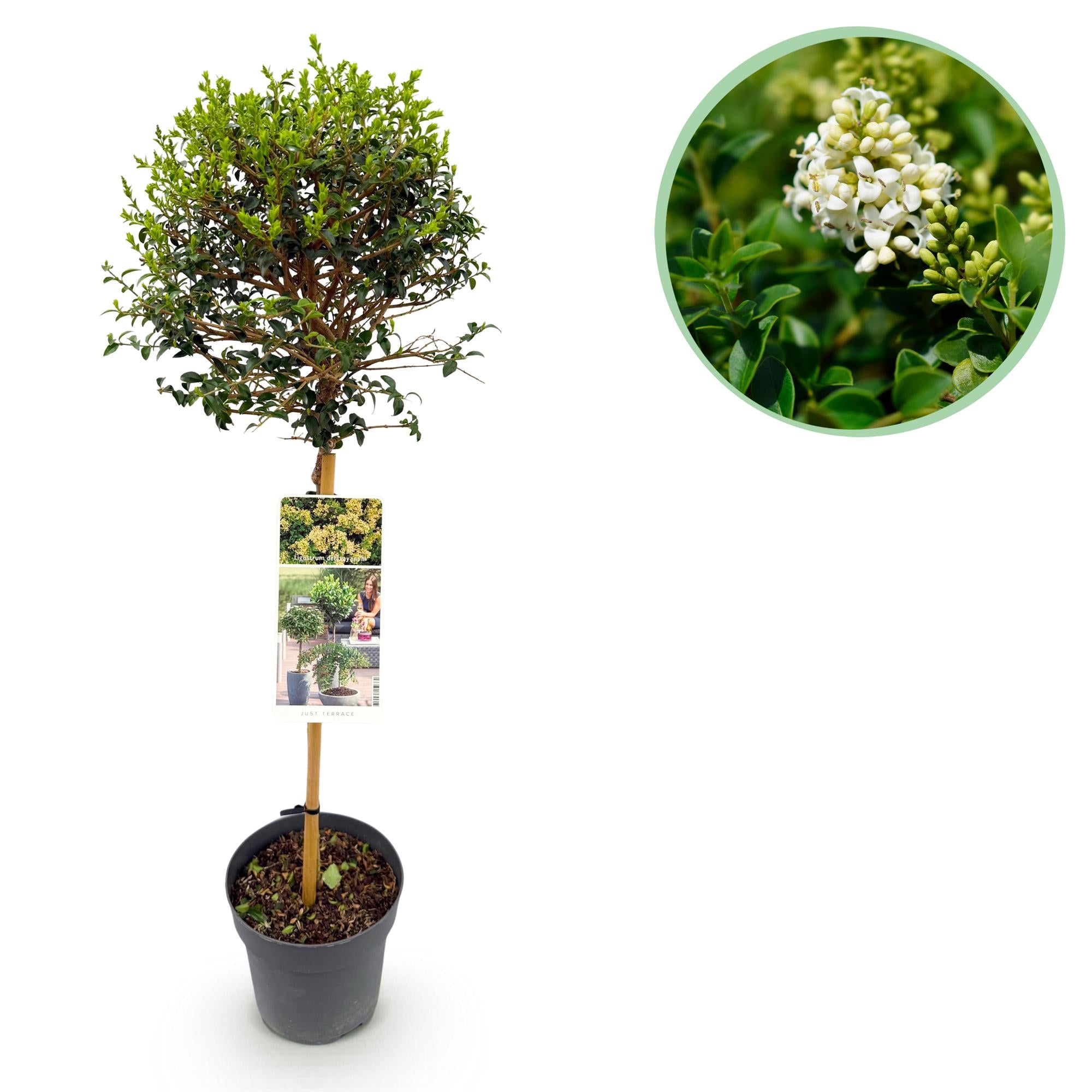 Immergrüner Ligustrum delavayanum in Topf, winterhart, grüne Blätter, für Terrasse, Höhe ca. 90 cm.