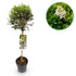 Immergrüner Ligustrum delavayanum in Topf, winterhart, grüne Blätter, für Terrasse, Höhe ca. 90 cm.
