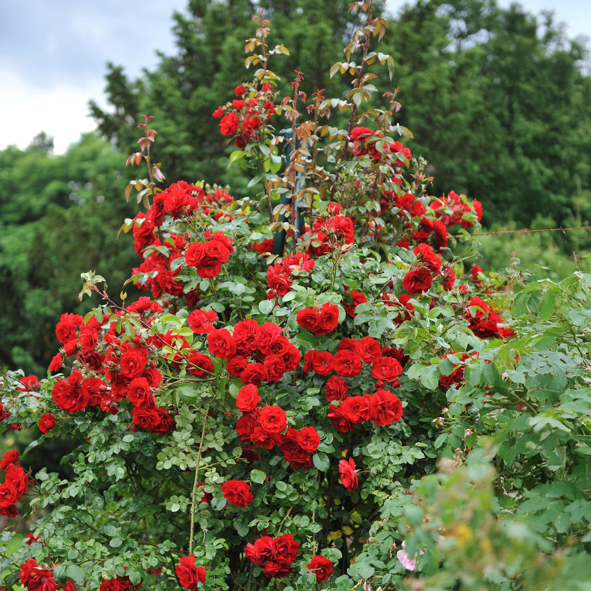 Zwei rote Kletterrosen Rosa Red Queen von Everspring in 11cm Töpfen, blühend, mit geringem Pflegeaufwand, ca. 40cm hoch