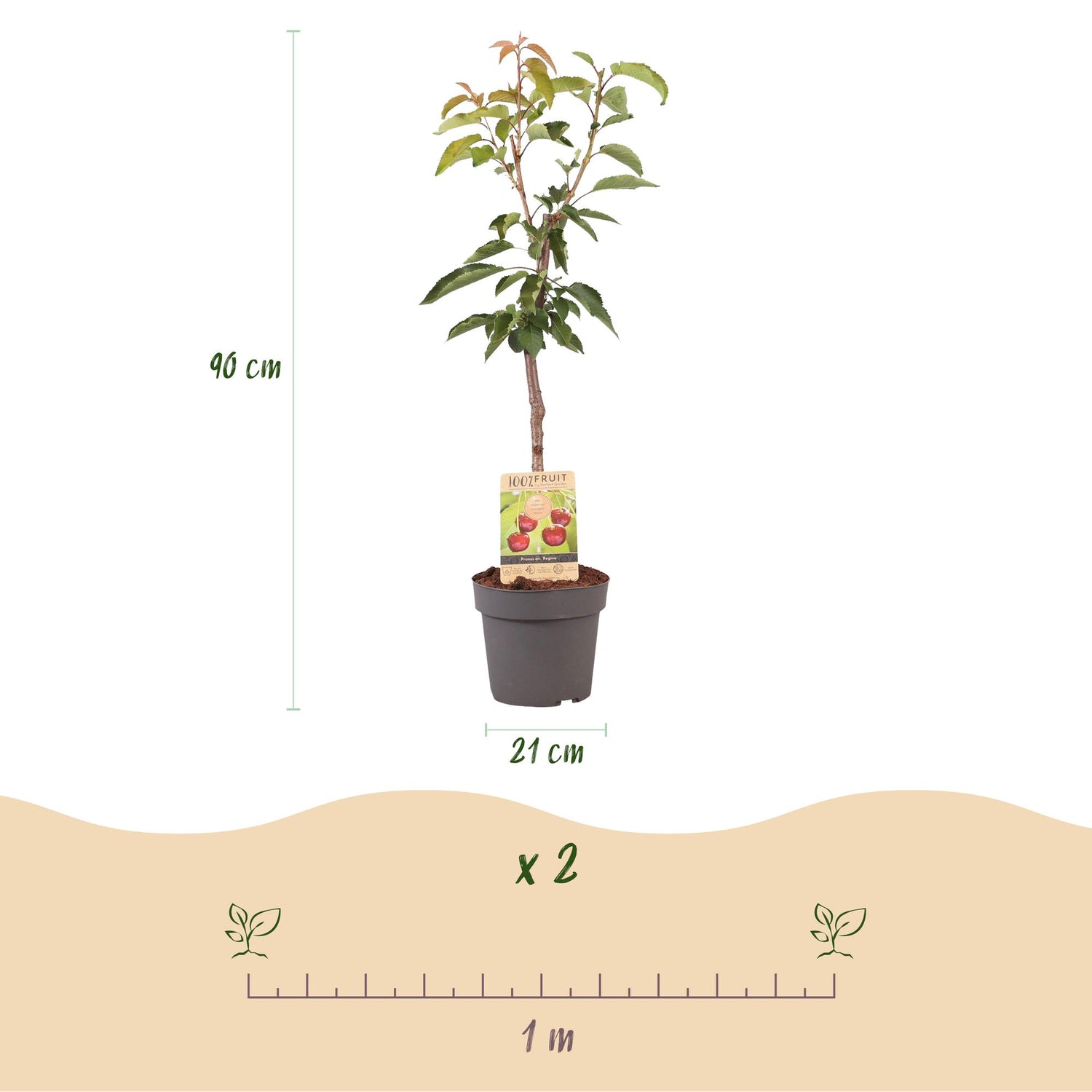 Kirschenbaum - Prunus avium Regina - Rote Kirsche - Topf 21cm Höhe 90cm