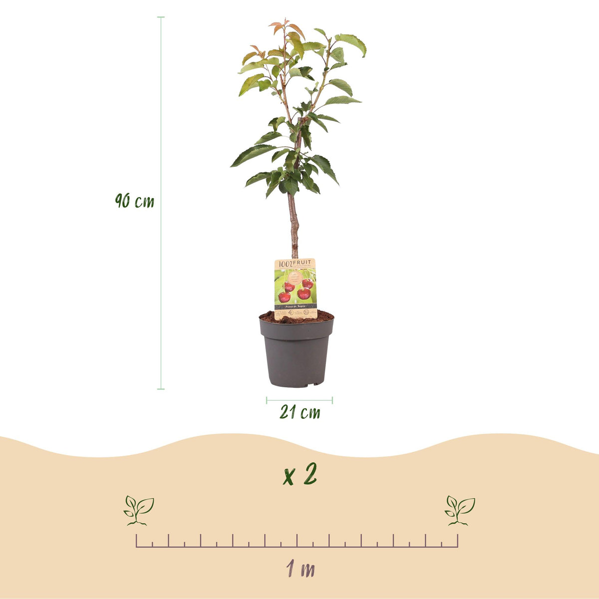 Rote Kirschenbaum Prunus avium Regina im 21cm Topf mit 90cm Höhe, Everspring Obstbaum, frisch und vital.