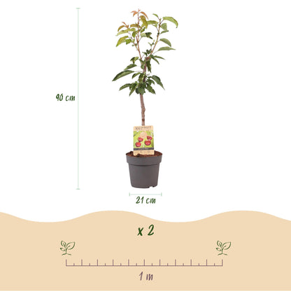 Kirschenbaum - Prunus avium Regina - Rote Kirsche - Topf 21cm Höhe 90cm