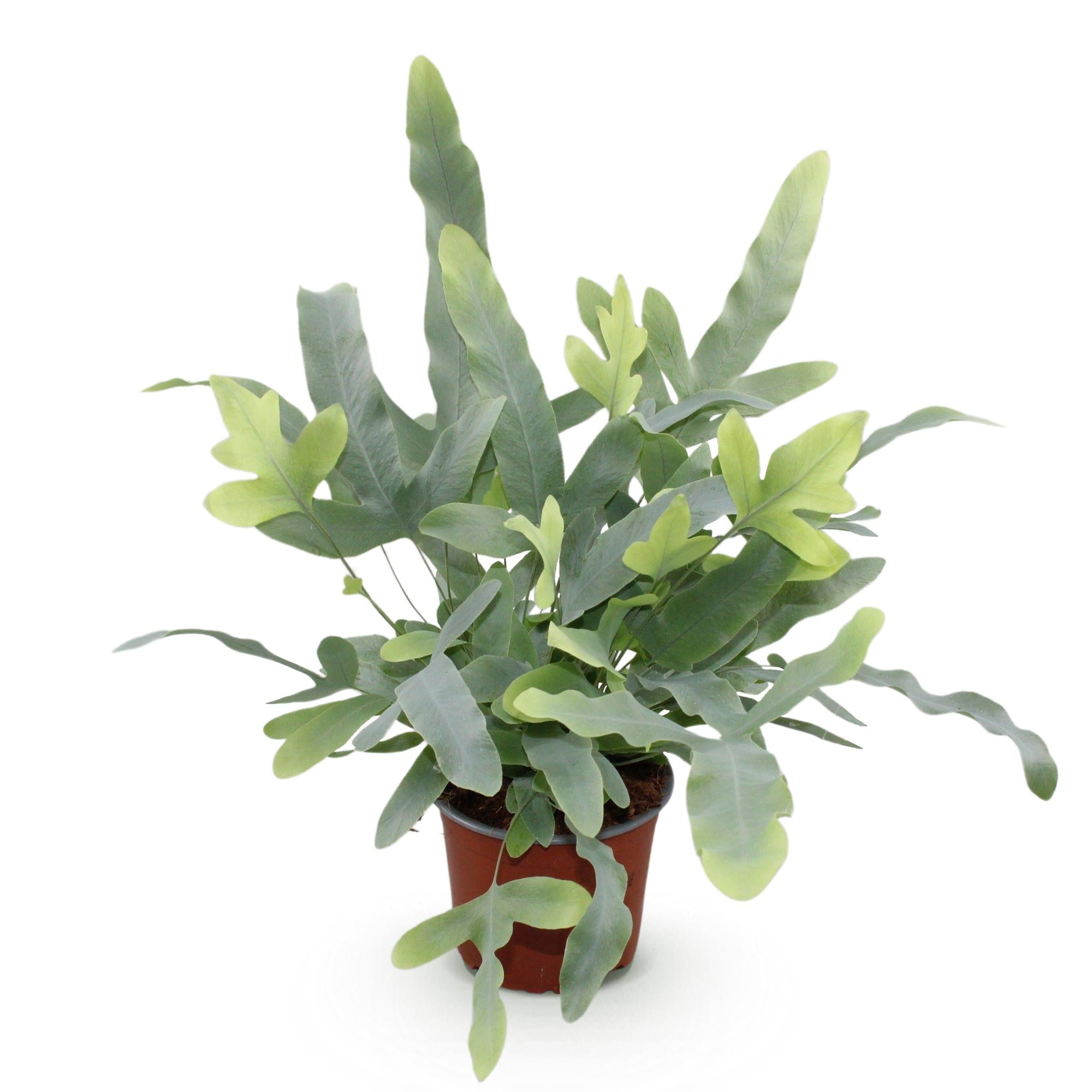 Everspring Phlebodium aureum ‘Blue Star’ blauer Farn, haustierfreundliche Zimmerpflanze mit grünen, bläulichen Blättern.