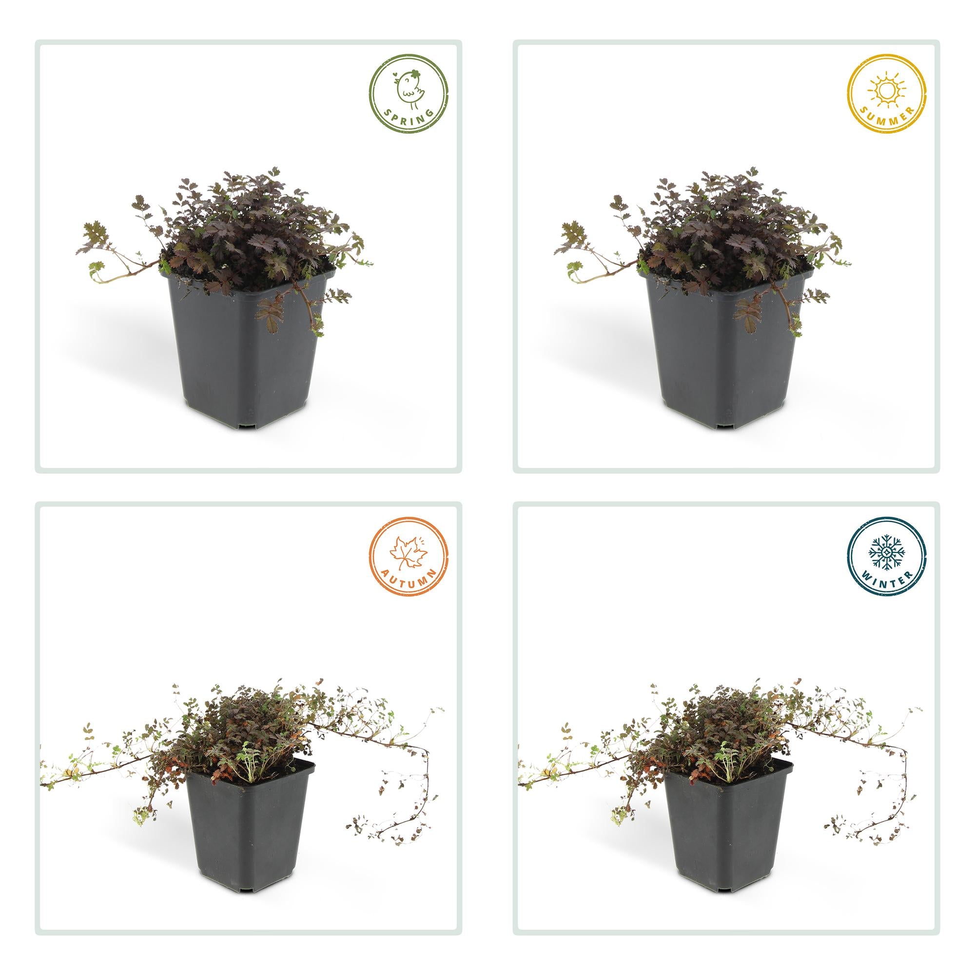 20x  Acaena microphylla &