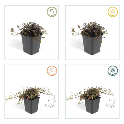 20x  Acaena microphylla &