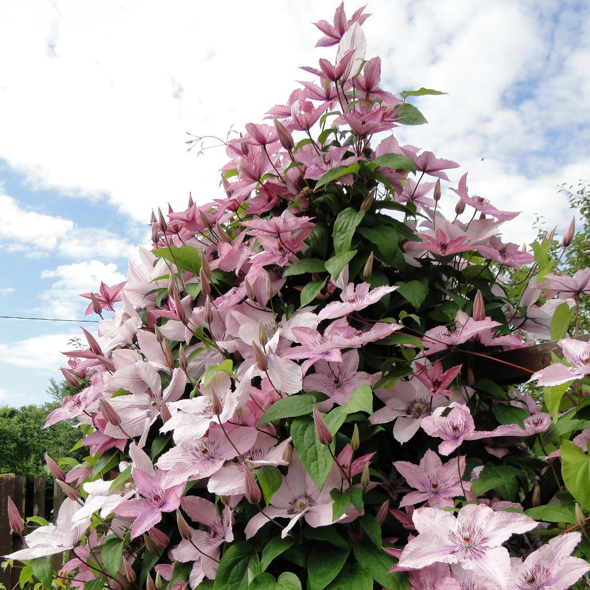 Zwei Everspring Clematis Hagley Hybrid Pflanzen mit rosa Blüten, Topf 11cm, Höhe 40cm, wenig Pflege, Gartenpflanzen