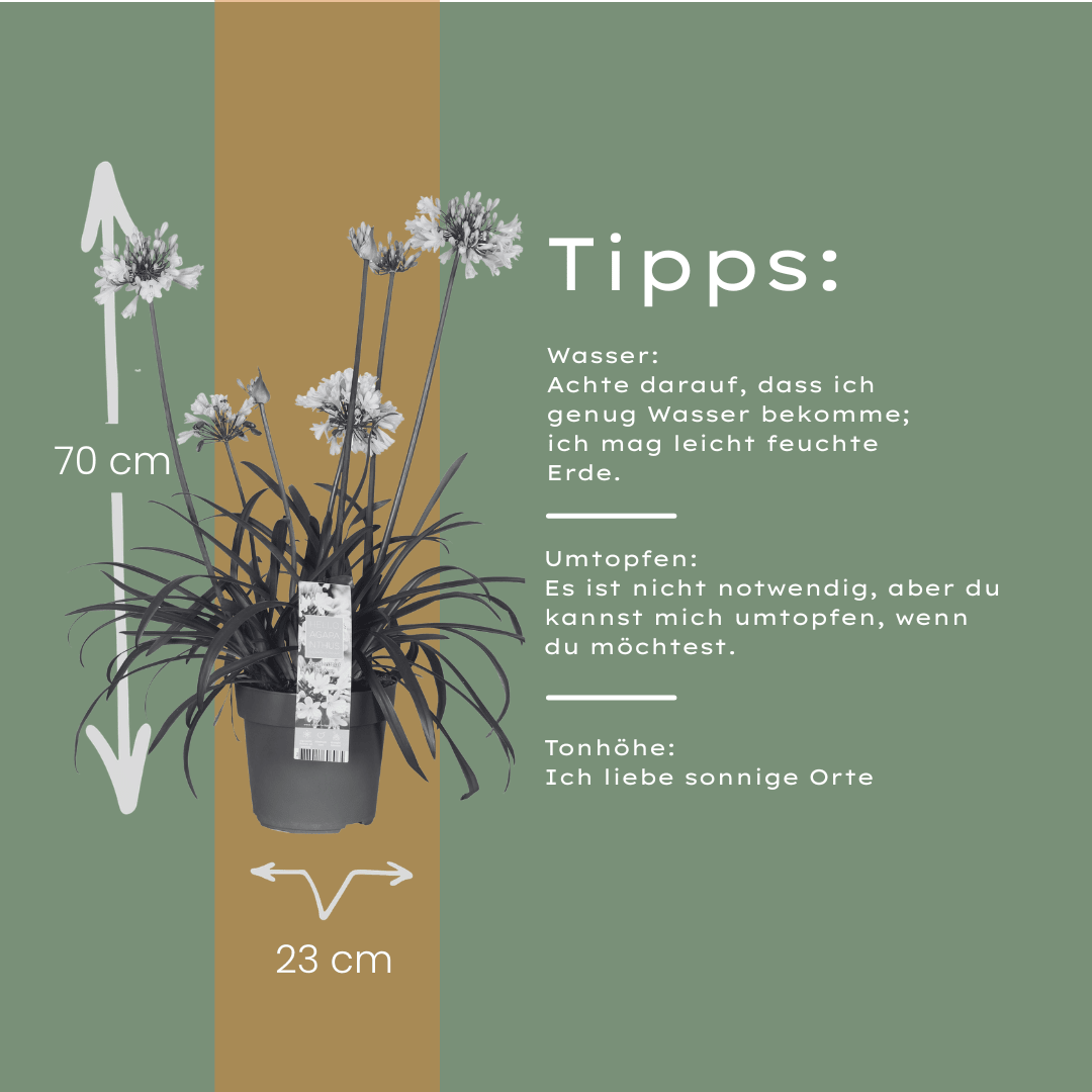 Agapanthus Everwhite kaufen | Schmucklilie – Topf Ø 23 cm - Wurzelwerk Design