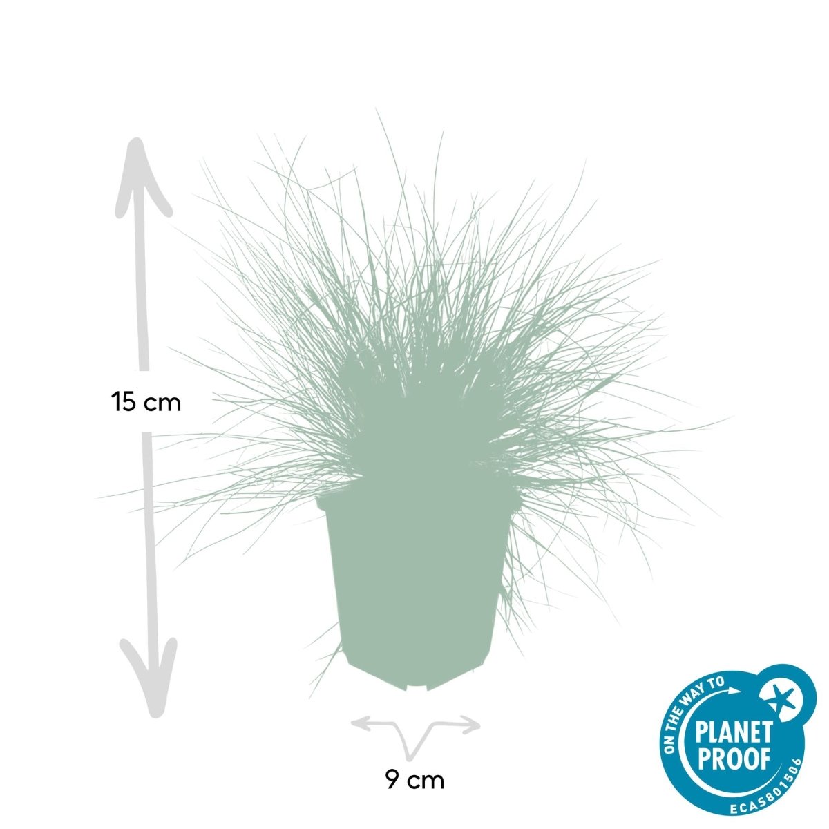 24x Festuca glauca ‘Elijah Bleu’ – Blauschwingel für Beete, Steingärten &amp; Rabatten – Höhe 10–25 cm – Ø 9 cm - Wurzelwerk Design