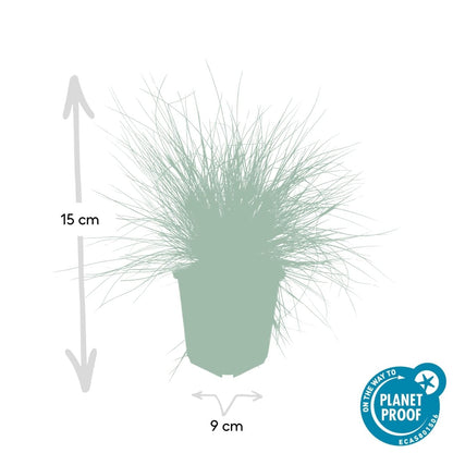 24x Festuca glauca ‘Elijah Bleu’ – Blauschwingel für Beete, Steingärten &amp; Rabatten – Höhe 10–25 cm – Ø 9 cm - Wurzelwerk Design