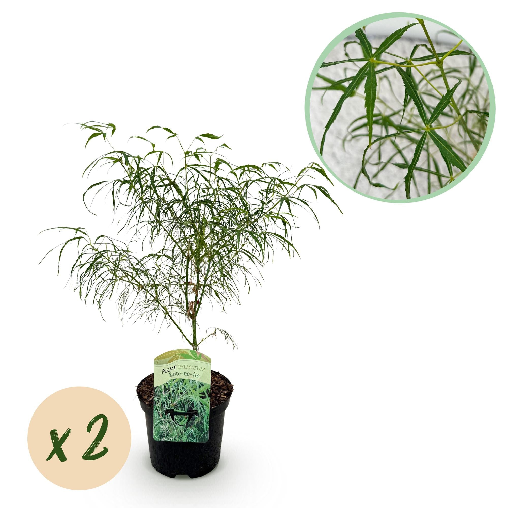 Zwei grüne Japanische Ahornpflanzen Acer palmatum Koto-no-ito in Töpfen, laubabwerfend, Höhe 70cm, Everspring.